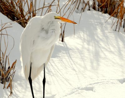 Egret Great D-013.jpg