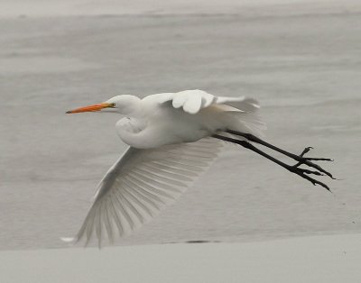 Egret Great D-009.jpg