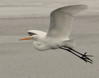 Egret Great D-008.jpg