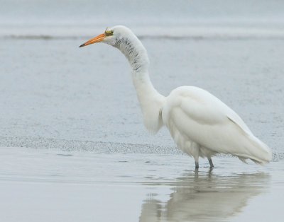 Egret Great D-004.jpg