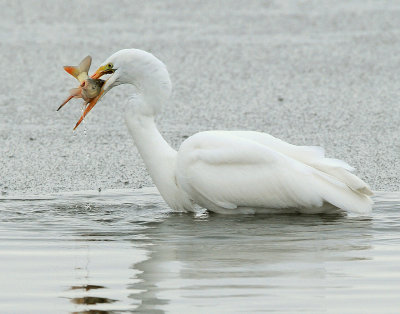 Egret Great D-017.jpg