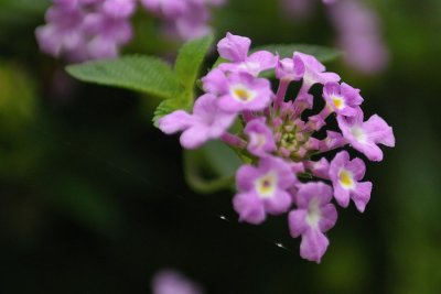 DSC_6279.jpg