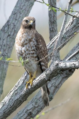 DSC_8098.jpg