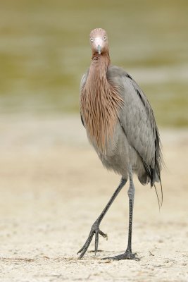 DSC_7979.jpg