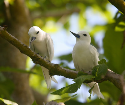 Fairy tern pair