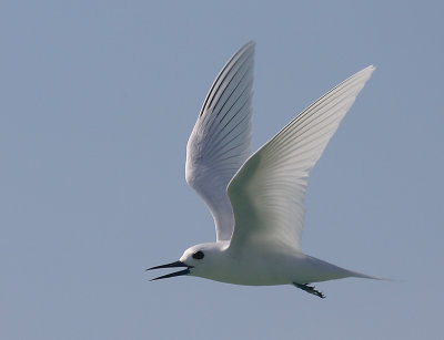 Fairy tern in flight