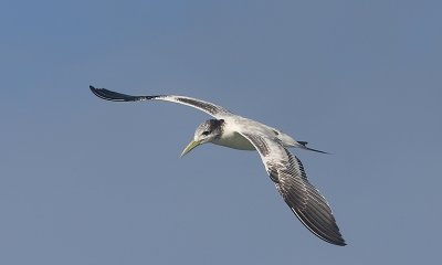 Creater crested tern subadult in flight