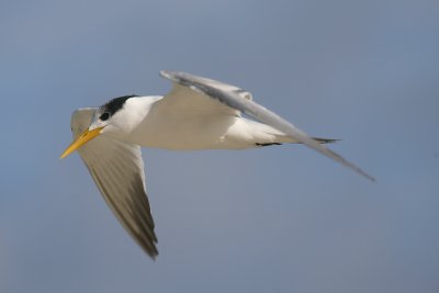 Lesser crested tern adult in flight