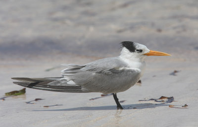 Lesser crested tern adult standing