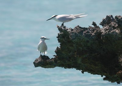 Black-naped tern pair