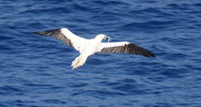 Red-footed Booby adult with catch