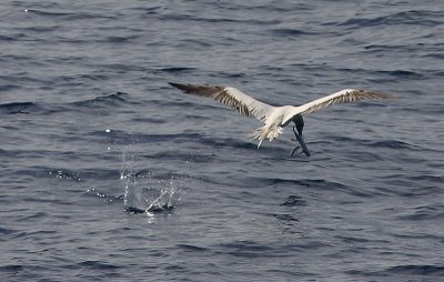 Red-footed Booby adult catching flying fish