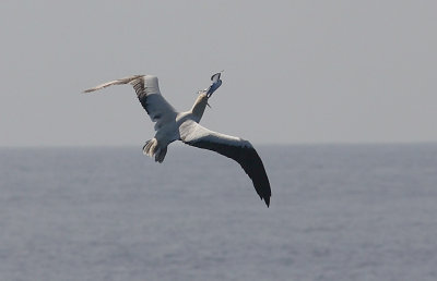 Red-footed Booby adult with flying fish