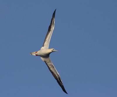 Red-footed Booby adult in flight