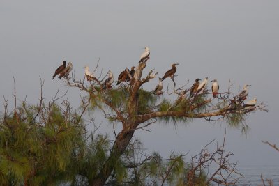 Red-footed Booby roost tree