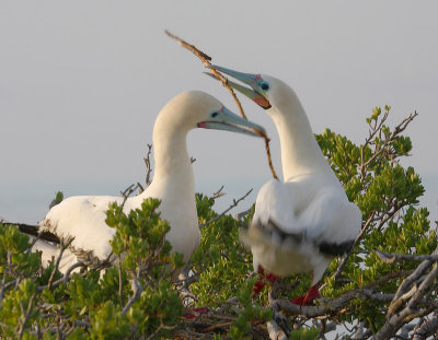 Red-footed Booby pair bonding