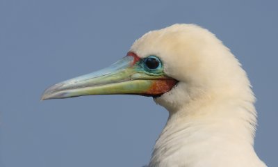 Red-footed Booby adult face 1