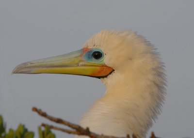 Red-footed Booby adult face 2
