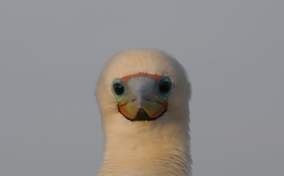 Red-footed Booby adult face 3
