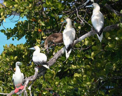 Red-footed Booby roost