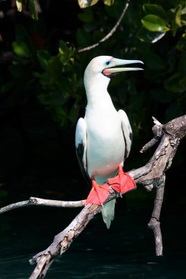 Red-footed Booby adult