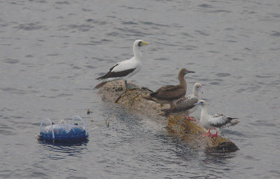 Masked booby adult with Red-footed boobies on tuna trap