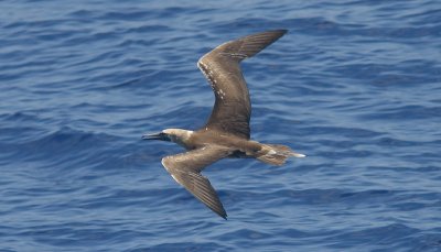 Masked booby immature in flight