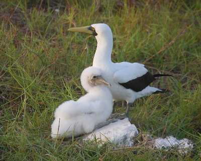 Masked booby adult with juvenile
