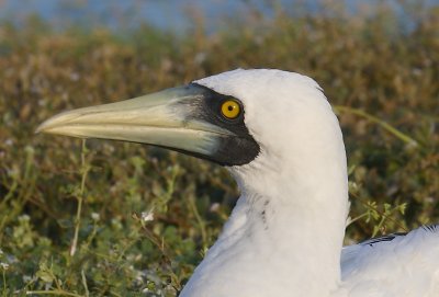 Masked booby