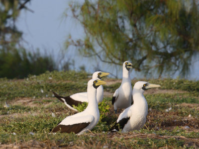 Masked booby adult group