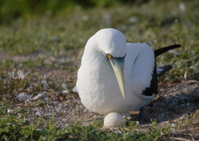 Masked booby adult with egg