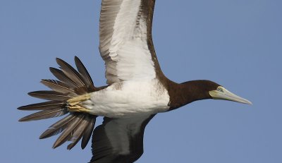 Brown Booby  adult in flight