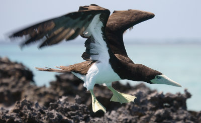 Brown Booby adult taking off