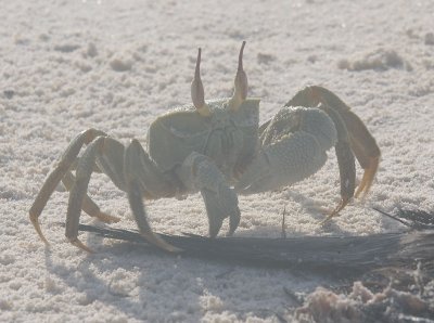 Ghost crab, Aride, Seychelles