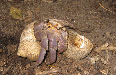 Hermit crab, Aride, Seychelles