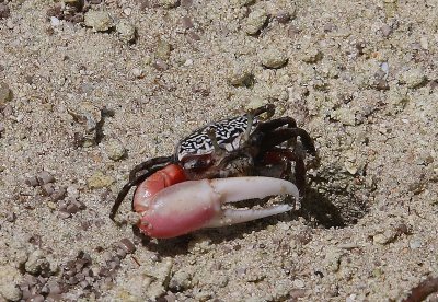 Male fiddler crab 1, Curieuse, Seychelles