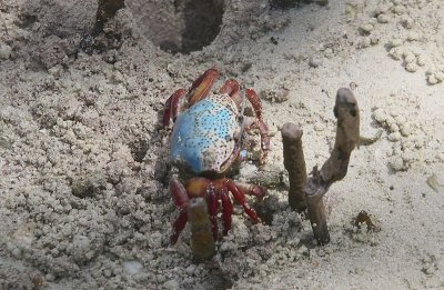 Male fiddler crab 2, Curieuse, Seychelles