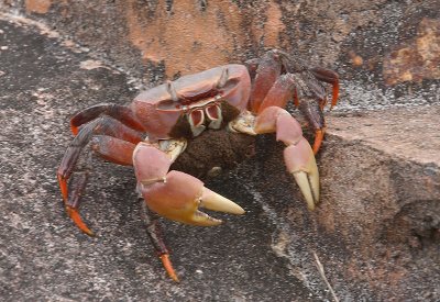Chestnut crab, Curieuse, Seychelles OZ9W8852