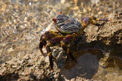 Lightfoot crab, Cosmoledo, Seychelles OZ9W9664