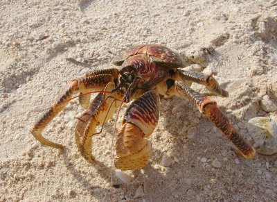 Robber crab, Cosmoledo, Seychelles
