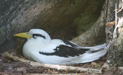 White-tailed Tropicbird adult OZ9W8661