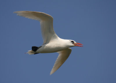 Red-tailed Tropicbird adult OZ9W9699