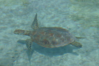 Hawksbill  Turtle Aldabra Seychelles