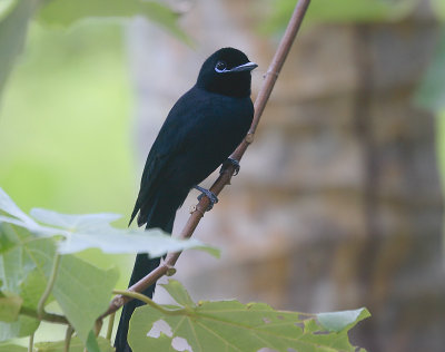 Seychelles Paradise Flycatcher male, La Dique