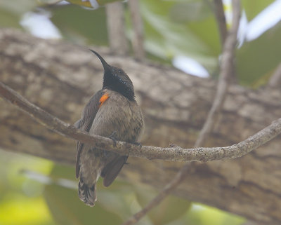 Seychelles Sunbird male, Curieuse OZ9W8865