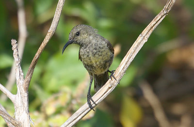 Abbott's Sunbird female, Cosmoledo OZ9W9485b