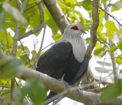 Comoro Blue Pigeon, Aldabra