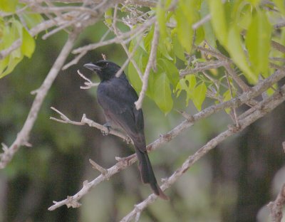 Aldabra Drongo, Aldabra OZ9W0135