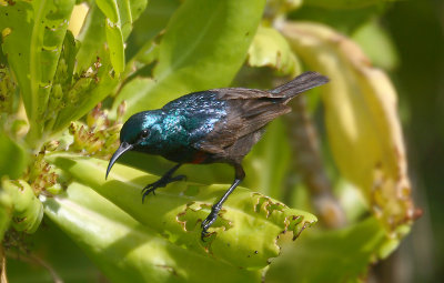 Abbott's Sunbird male, Cosmoledo OZ9W9485