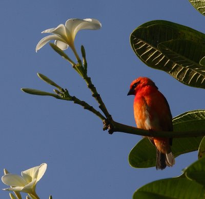 Madagascar Fody male in Frangipani tree, Seychelles